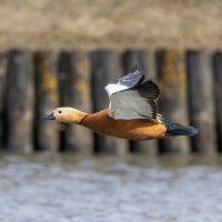 огарь :: юрий макаров