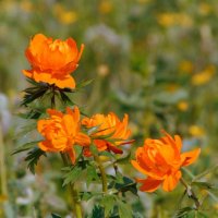 Цветы весны-купальница. :: nadyasilyuk Вознюк