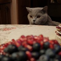 Наблюдатель... :: Лютый Дровосек