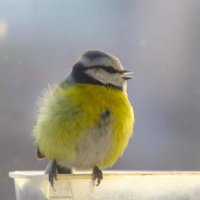 Отвыкли от мороза, хоть и не большого... :: Юрий Куликов Отвыкли от мороза, хоть и не большого... :: Юрий Куликов