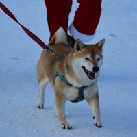 С хозяином на забеге. :: Наталья Вязигина