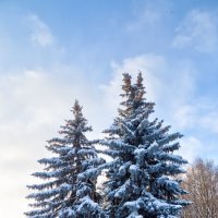 В лесу родились ёлочки :: Игорь Шевченко