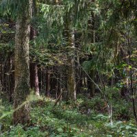 Берендеев лес :: Александр Тихомиров