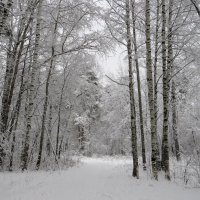 Дорога в сказку :: Лариса С.