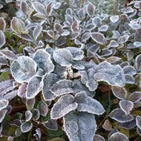 Изморозь :: Сергей Порфирьев