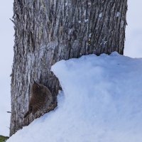 Выпал первый снег... :: Светлана Тихонина