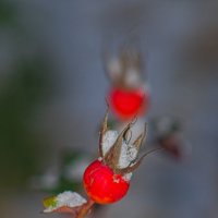 Шиповник :: Giant Tao /