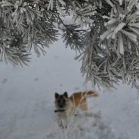 Облай под прикрытием :: Сергей Шаврин Облай под прикрытием :: Сергей Шаврин