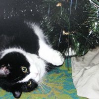 Хорошо под ёлочкой :: Людмила Смородинская