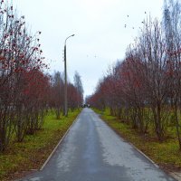 Чебоксары. Рябиновая аллея в Новоюжном микрорайоне в начале зимы. :: Пётр Чернега