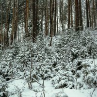 В зимнем лесу :: Сергей Цветков