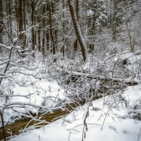Лесной ручей :: Сергей Цветков