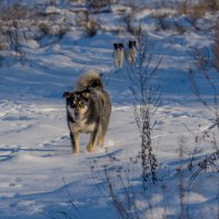 Шла собака.... :: Sergey (Apg)