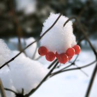 Зимнее утро :: Александр Сансар