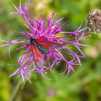 Краски лета. г. Миасс, поселок Селянкино. :: Алексей Трухин