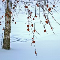 *** :: Светлана 