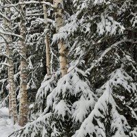 Заснеженность… :: Любовь 