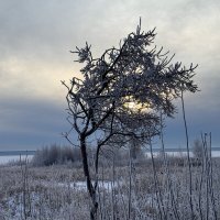 Зимнее одиночество. :: Сергей Адигамов Зимнее одиночество. :: Сергей Адигамов