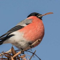 Снегирь. :: Nikolay Lovec