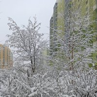 Наконец то в Питере зима! :: Лилия *