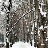 *** :: Любимова Ольга *** :: Любимова Ольга