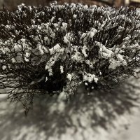 "снежный куст" :: Olga Oskolkova