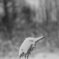 Окутанный снегом :: Мария Яковлева