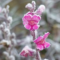 Львиный зев большой - первый мороз :: Mária Szentgyörgyi
