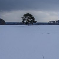 Пейзаж с сосной :: Наталья Rosenwasser Пейзаж с сосной :: Наталья Rosenwasser