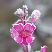Львиный зев большой - первый мороз :: Mária Szentgyörgyi