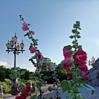 И немного лета ) :: Veera V