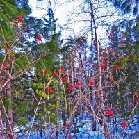 Таежная калина красная! :: Владимир Таежная калина красная! :: Владимир