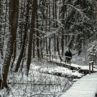 Вдоль лесного ручья :: Сергей Цветков