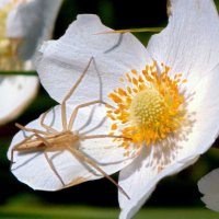 Паучок-охотник. :: nadyasilyuk Вознюк Паучок-охотник. :: nadyasilyuk Вознюк