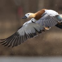 огарь в полете. :: юрий макаров