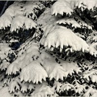 Снежные лапы. :: Валерия Комова