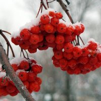 На прогулках по новому году... :: Андрей Заломленков