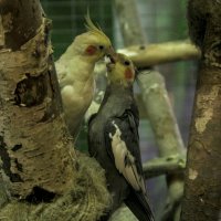 СТРАСТЬ - Не жить без тебЯ :: Владимир Максимов