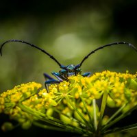 Big brother is watching you :: Игорь Шевченко