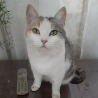 МУРКА :: СЕРГЕЙ ФИЛОЧКИН