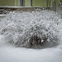 Наряд пуховый и красивый! :: Лилия *