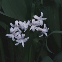 "Будет апрель!" Ю.Левитанский :: Syntaxist (Светлана) "Будет апрель!" Ю.Левитанский :: Syntaxist (Светлана)