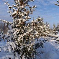 Елочный хоровод :: Сергей Ц