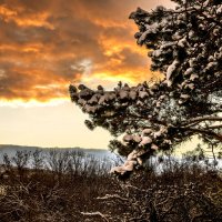 Ветка сосны. :: Сергей Воротников