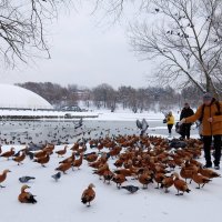 Рыжие огари в парке Царицыно. :: Люба Рыжие огари в парке Царицыно. :: Люба