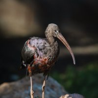 Каравайка :: Александр Григорьев Каравайка :: Александр Григорьев