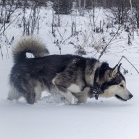 Ярик. :: leff Postnov