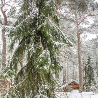 Зима за городом. :: Bosanat Зима за городом. :: Bosanat