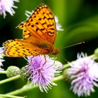 опять про бабочек...266 :: Александр Прокудин опять про бабочек...266 :: Александр Прокудин