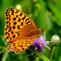 опять про бабочек...270 :: Александр Прокудин опять про бабочек...270 :: Александр Прокудин